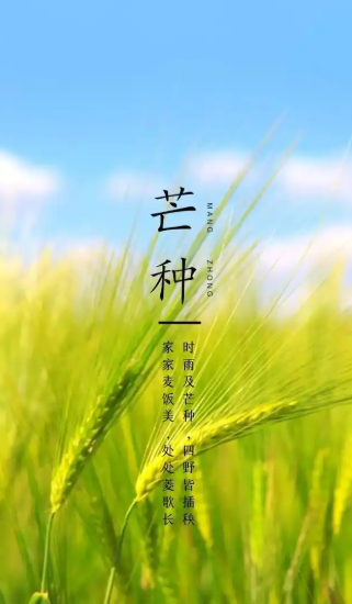 图片-芒种.png